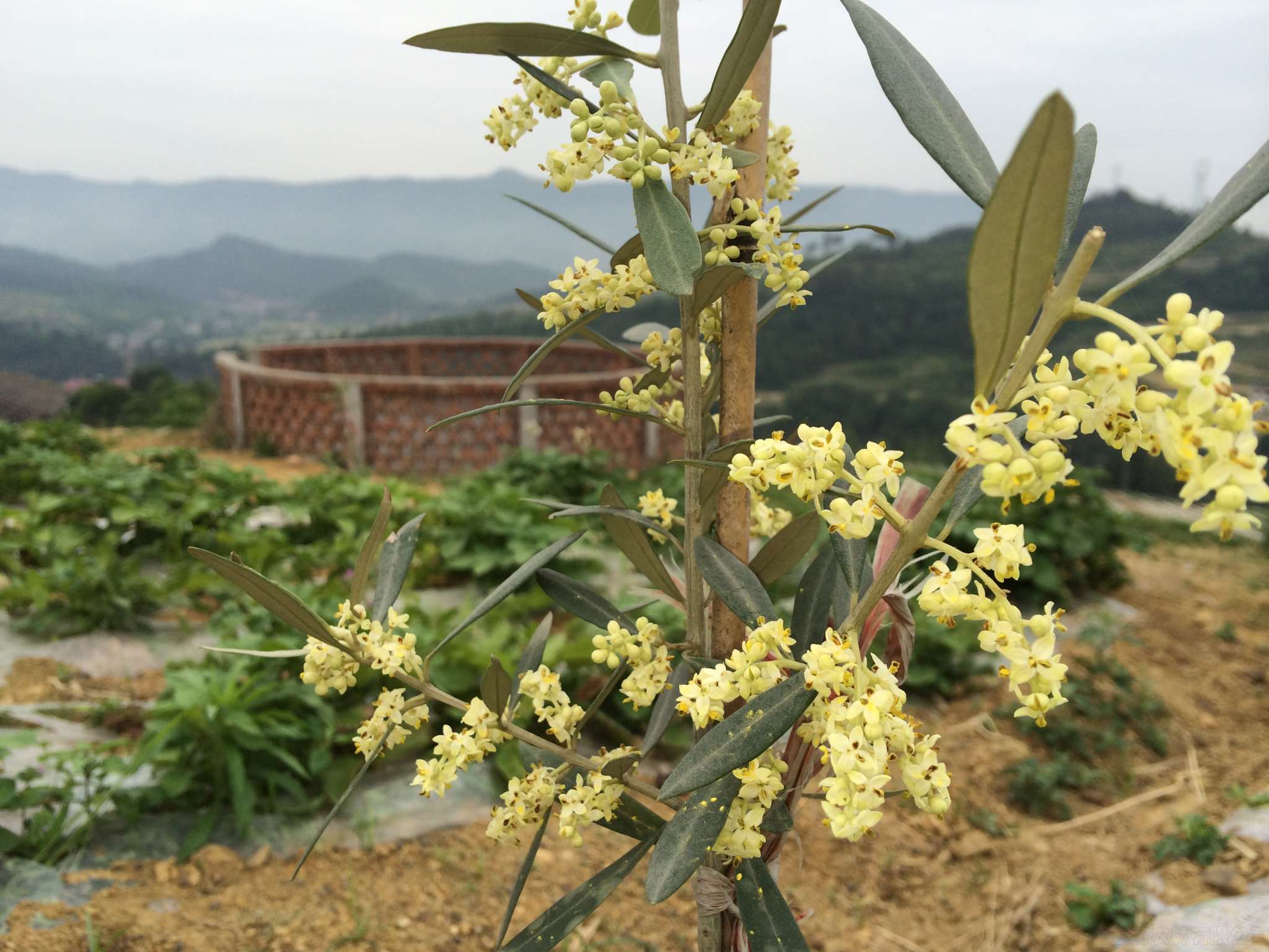 开花树 - 中国油橄榄苗木网